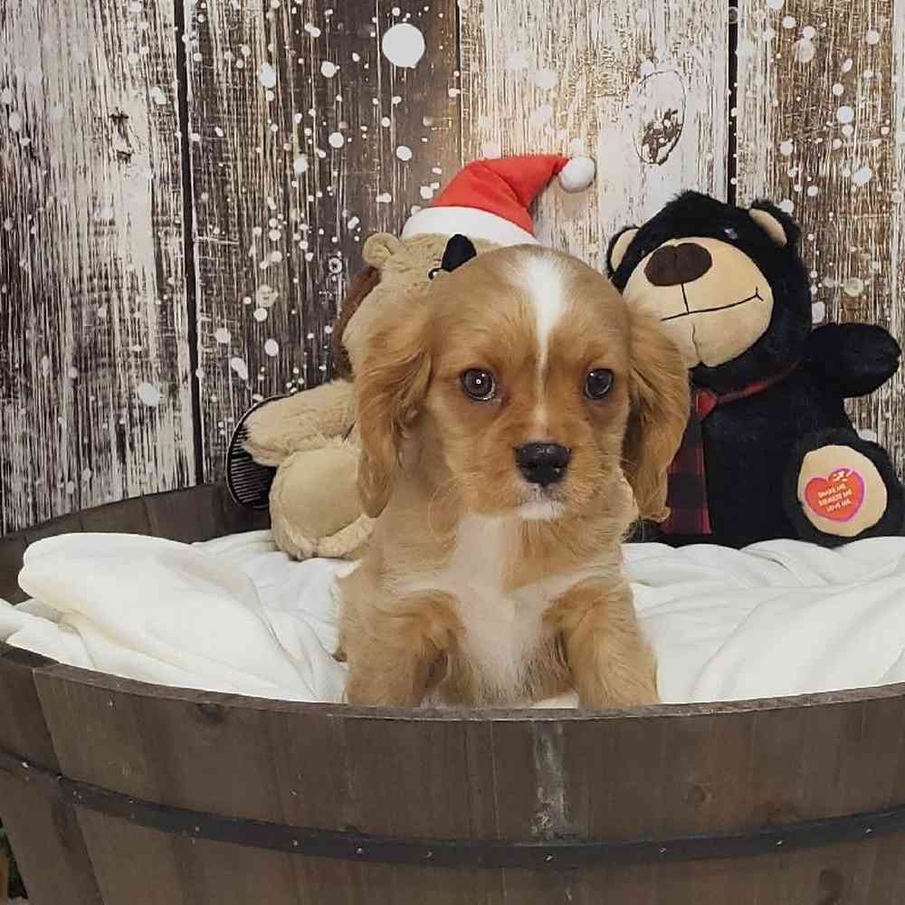 Male Cavalier King Charles Spaniel Puppy for Sale in Saugus, MA