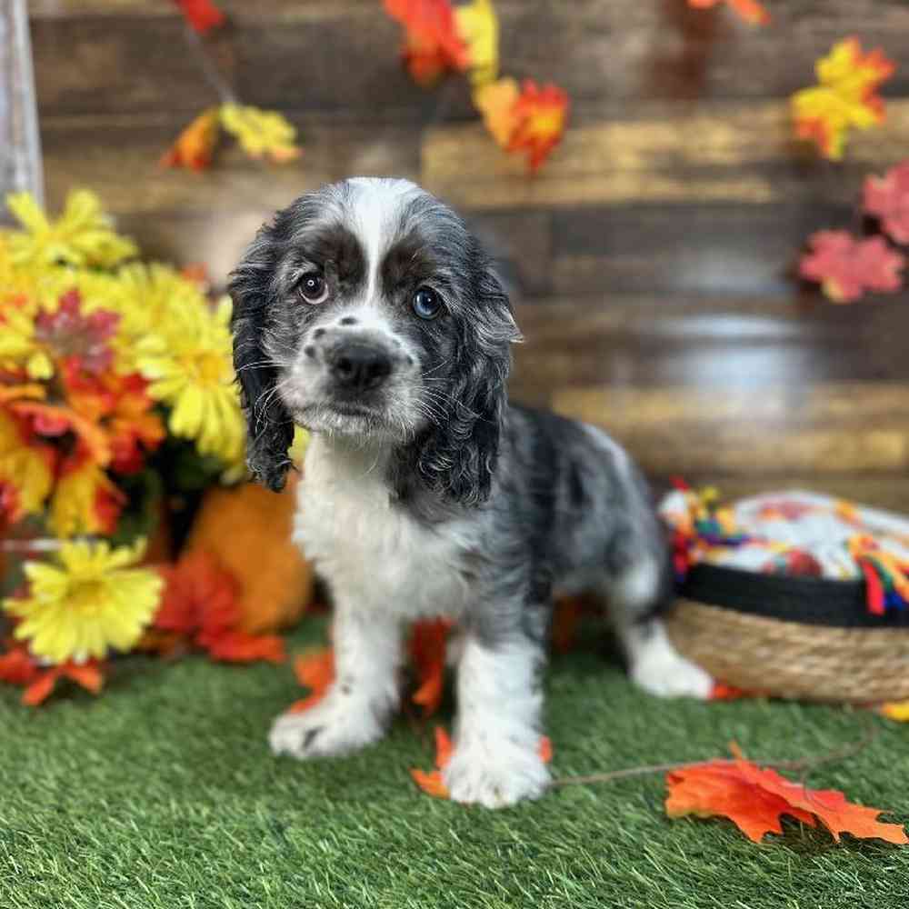 Male Cocker Spaniel Puppy for Sale in Saugus, MA