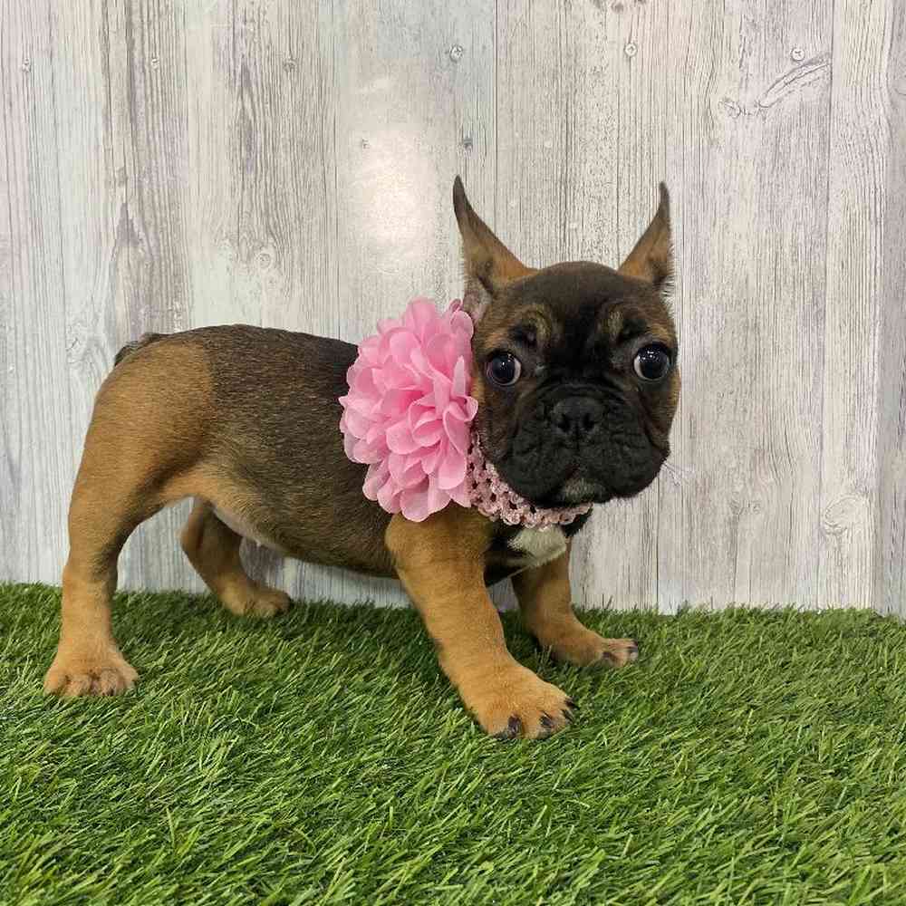Female French Bulldog Puppy for Sale in Saugus, MA