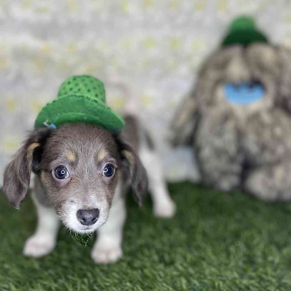 Female Chiweenie Puppy for Sale in Braintree, MA