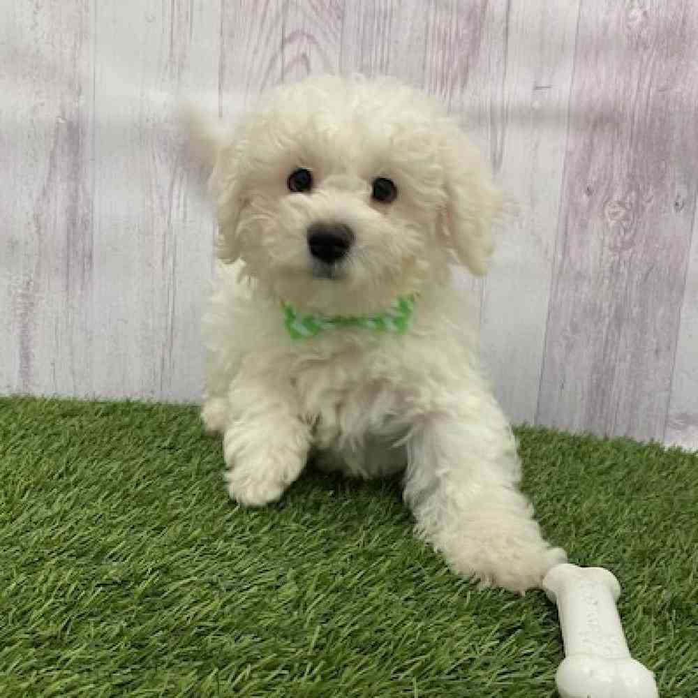 Male Teddy Bear (Zuchon) 2nd Gen Puppy for Sale in Braintree, MA