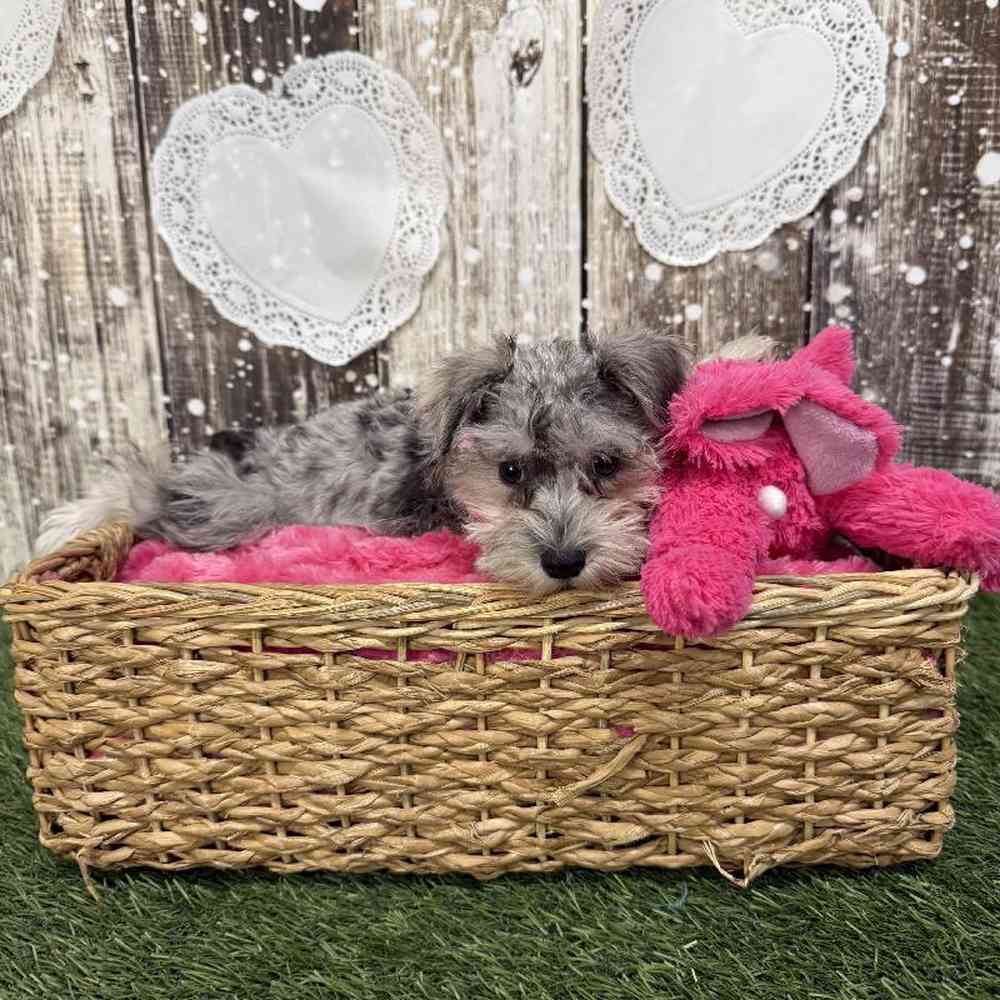 Female Miniature Schnauzer Puppy for Sale in Braintree, MA