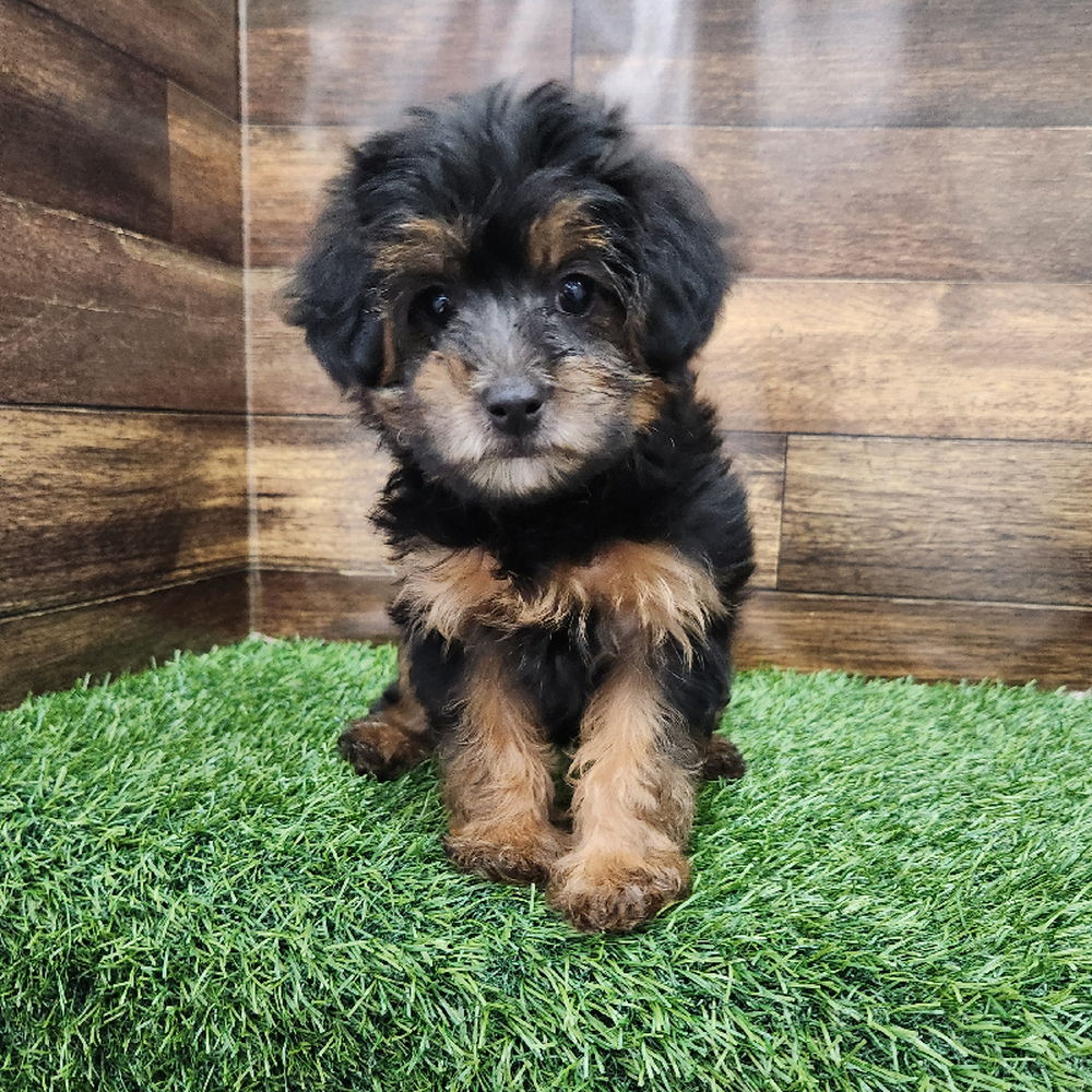 Female Yorkie-Poo Puppy for Sale in Braintree, MA