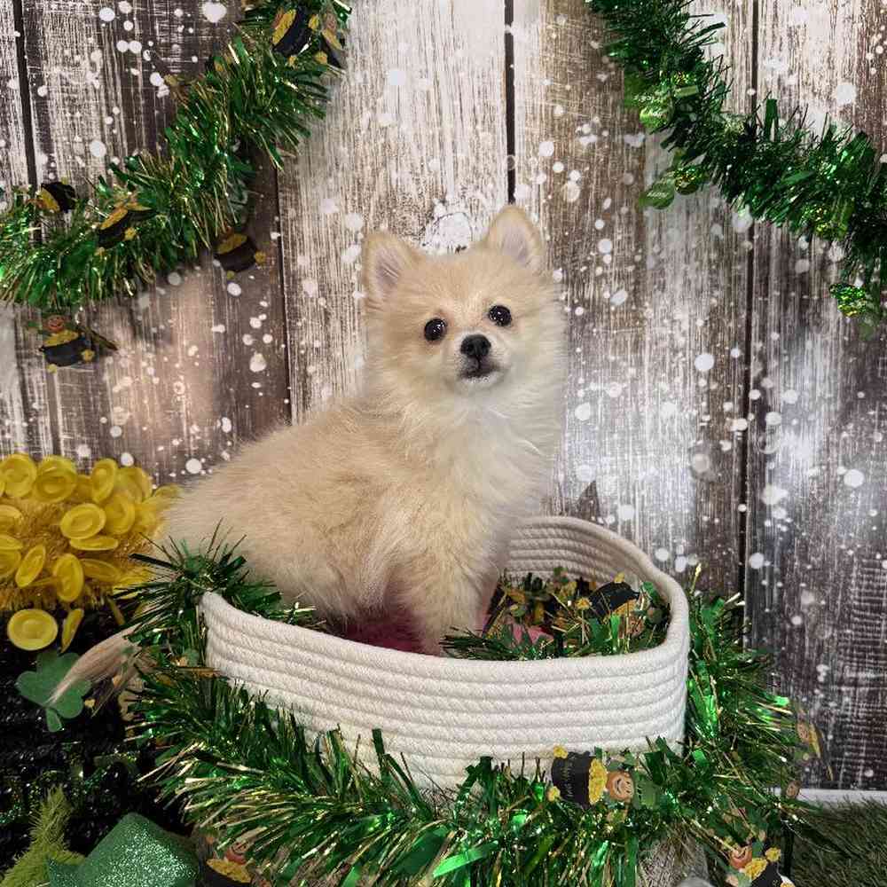 Female Pomeranian Puppy for Sale in Saugus, MA
