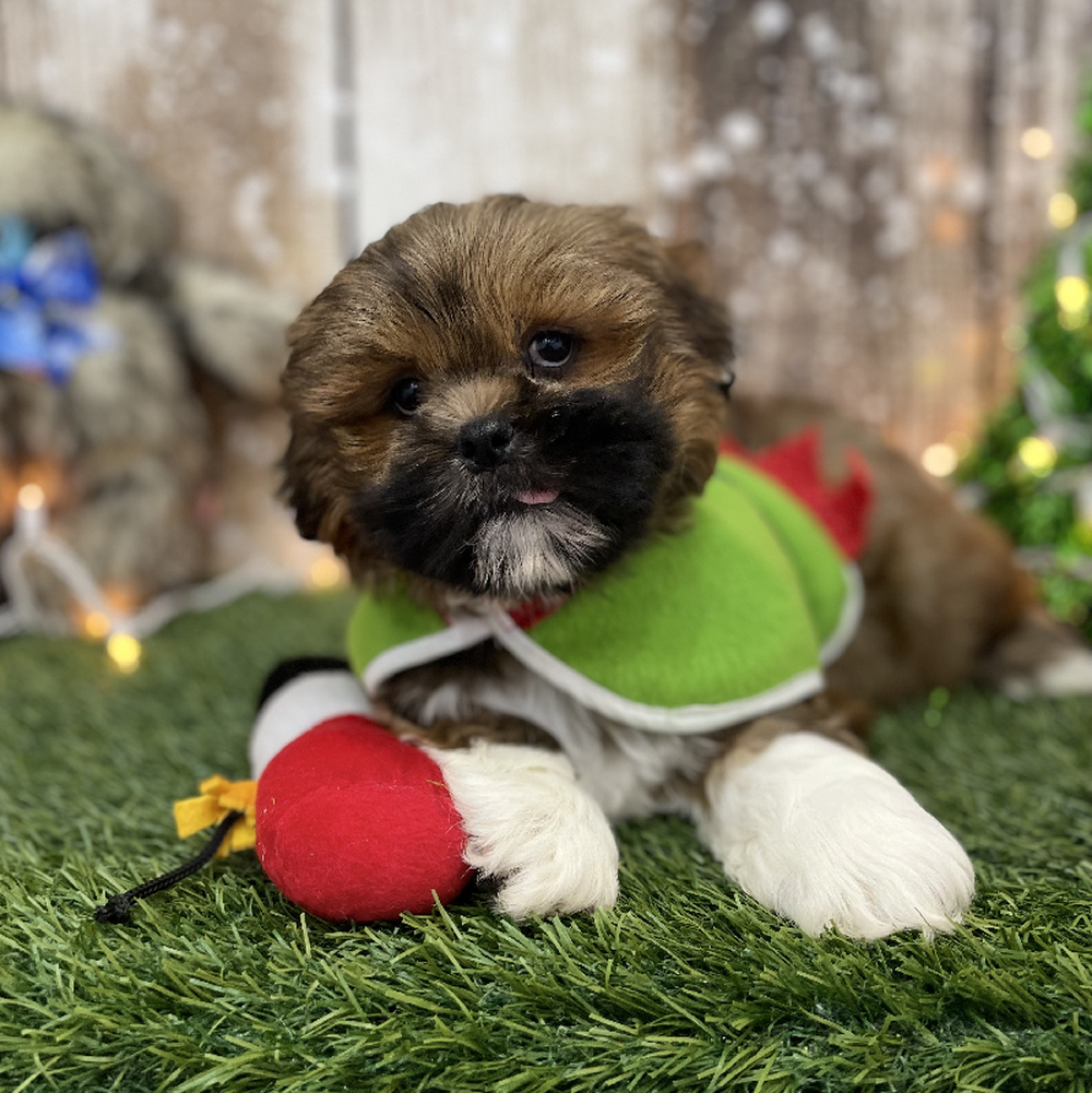 Male Lhasa Apso Puppy for Sale in Braintree, MA