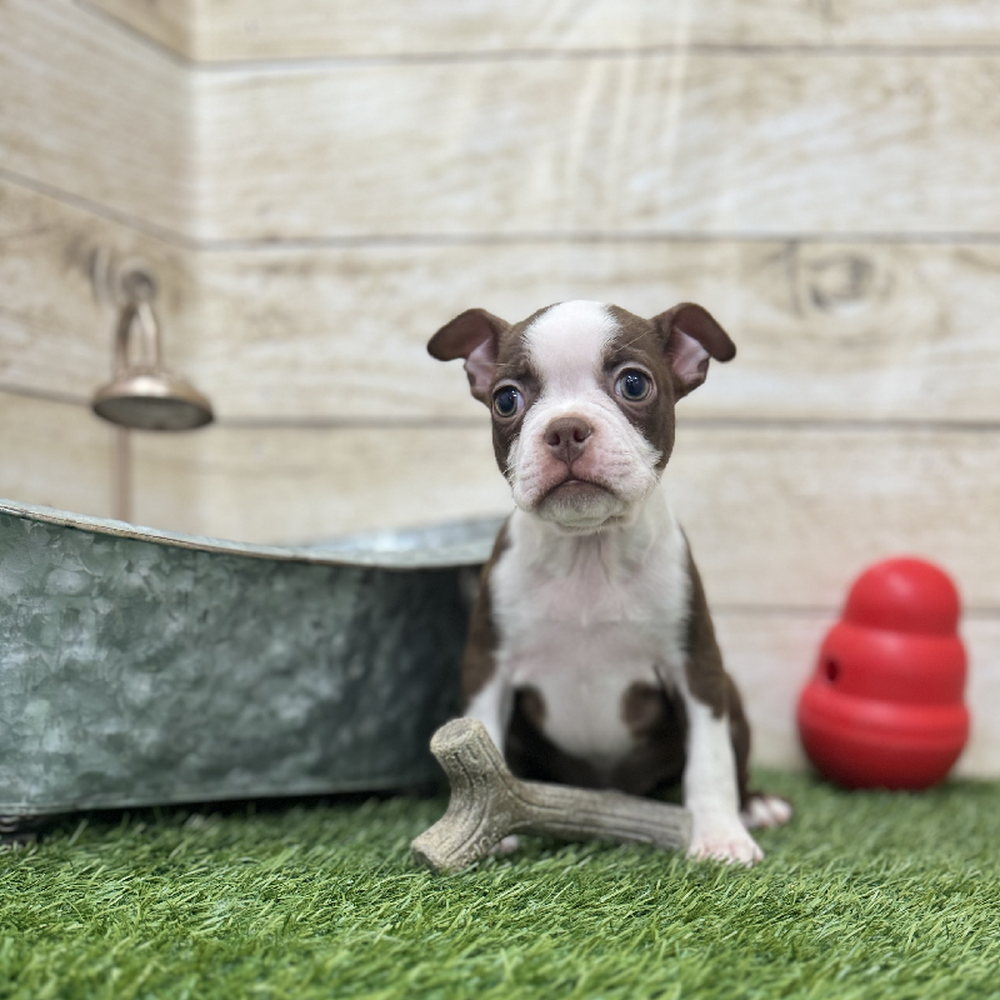 Female Boston Terrier Puppy for Sale in Braintree, MA