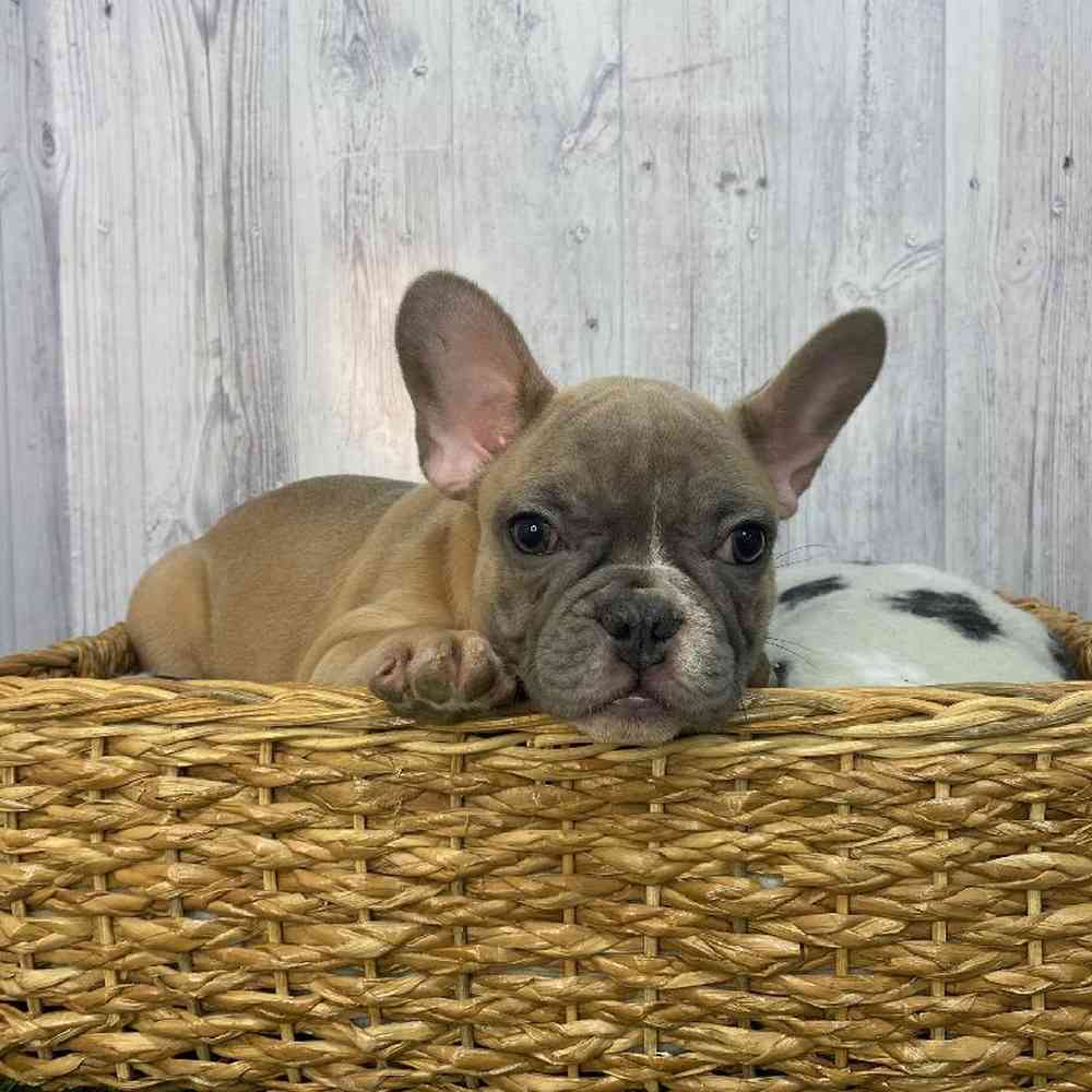 Male French Bulldog Puppy for Sale in Saugus, MA