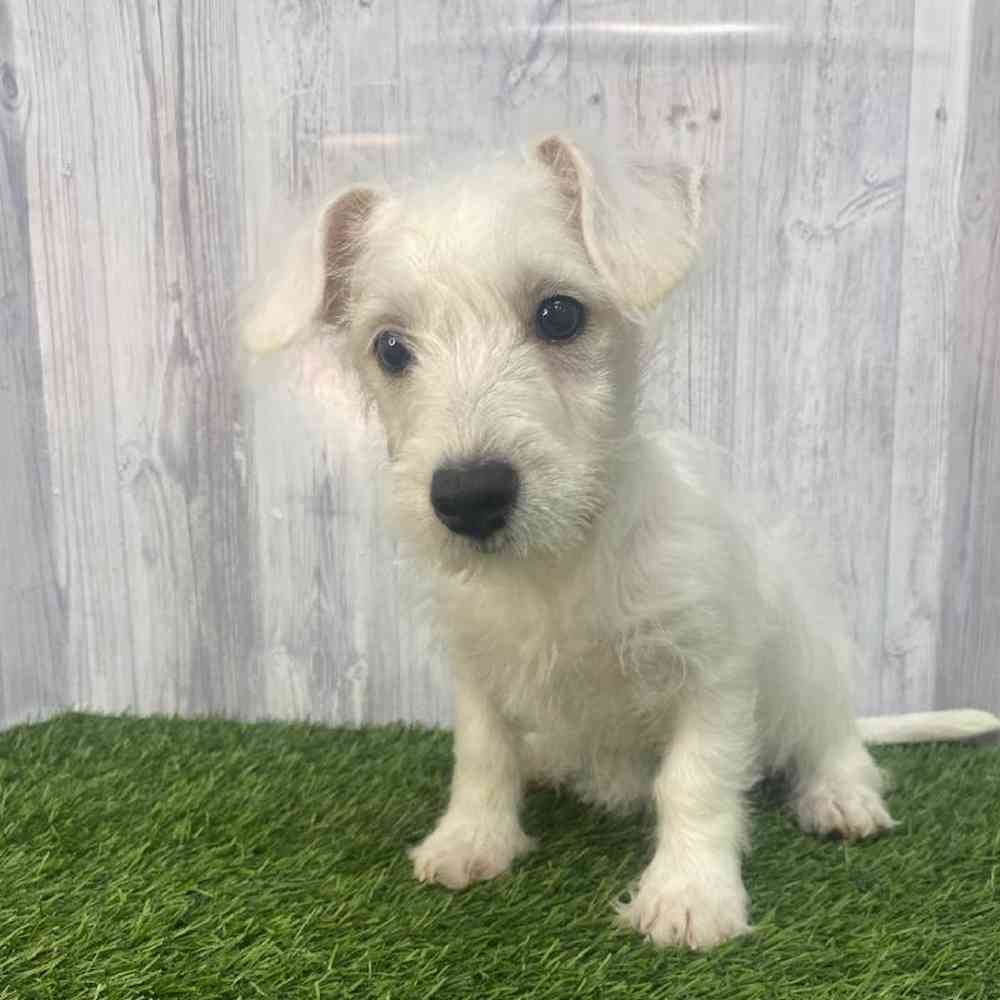 Female Wee-Chon Puppy for Sale in Saugus, MA