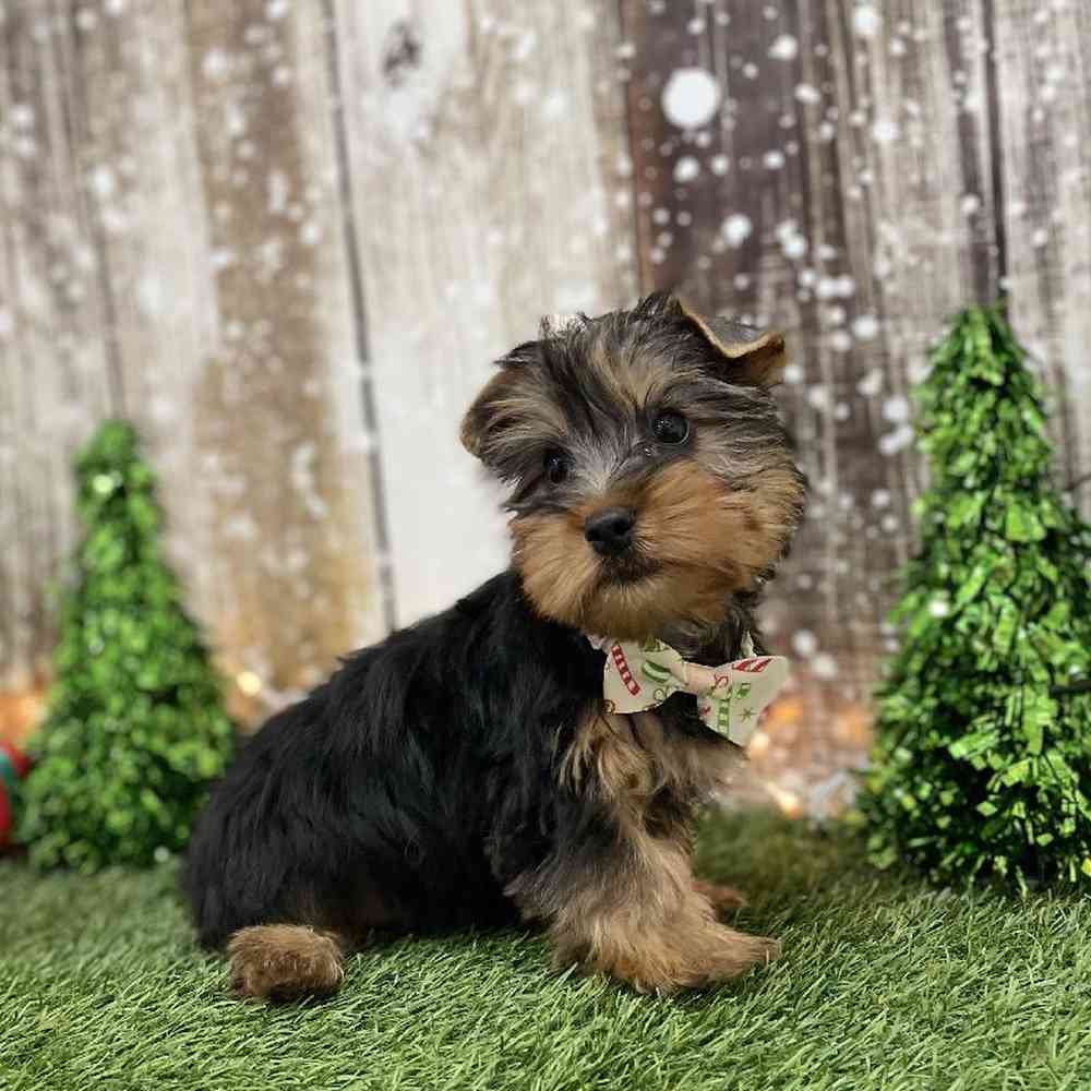 Male Silky Terrier Puppy for Sale in Braintree, MA
