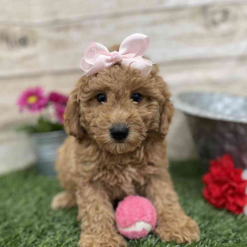 Female Mini Labradoodle 2nd Gen Puppy for Sale in Braintree, MA