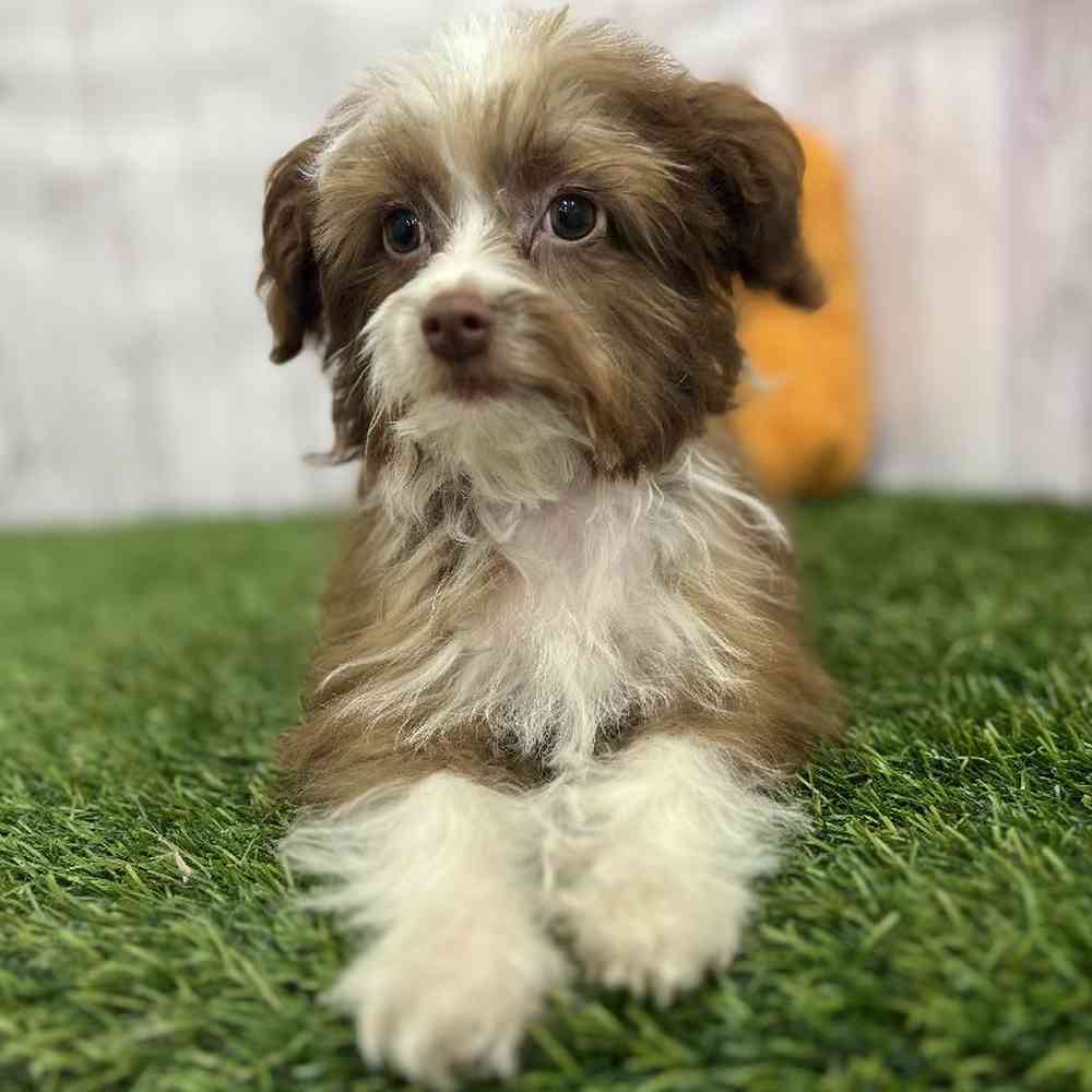 Male Mini Aussiedoodle Puppy for Sale in Braintree, MA