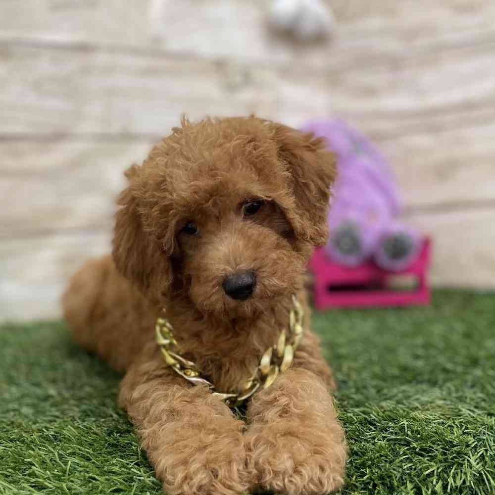Male Mini Labradoodle 2nd Gen Puppy for Sale in Braintree, MA