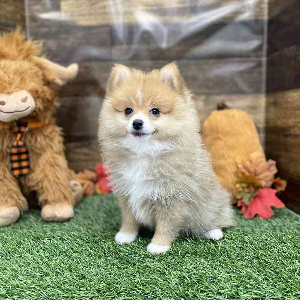 Female Pomeranian Puppy for Sale in Braintree, MA