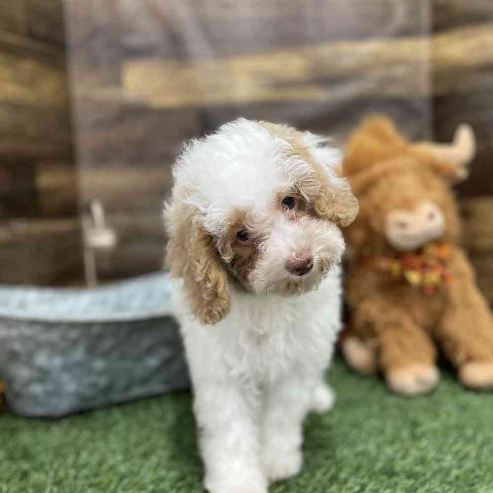 Female Mini NewfyPoo Puppy for Sale in Braintree, MA