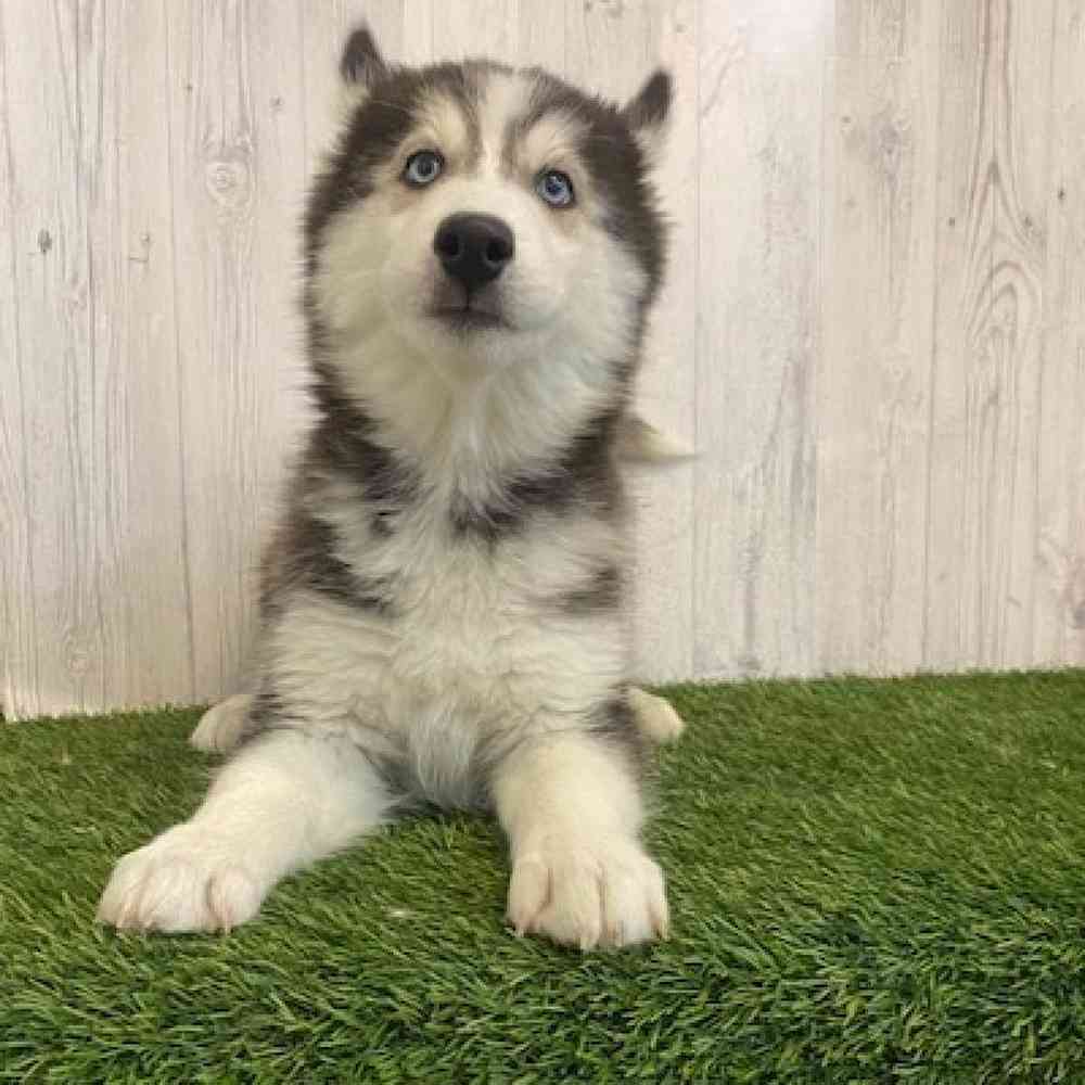 Male Siberian Husky Puppy for sale