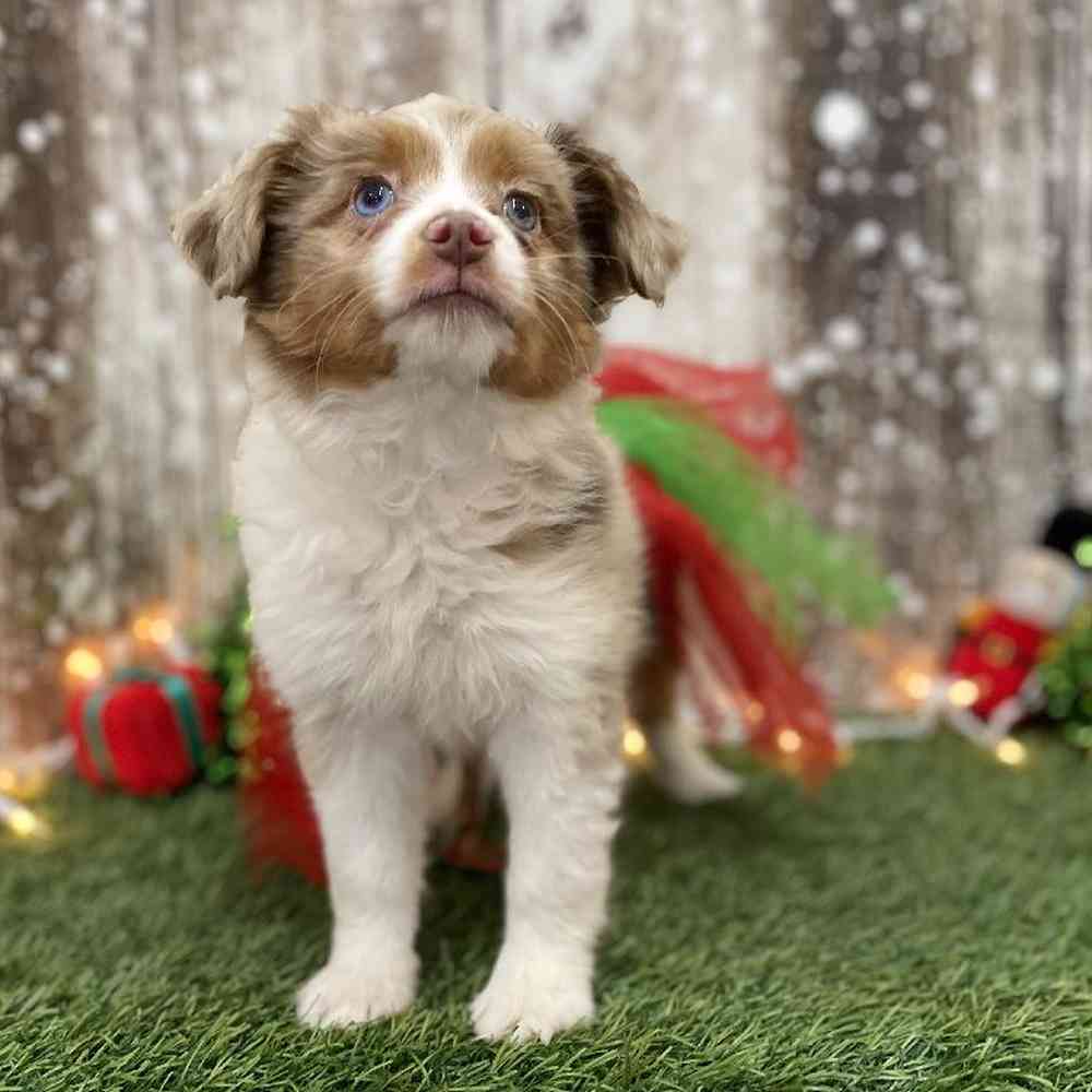 Female Australian Shepherd Puppy for Sale in Braintree, MA