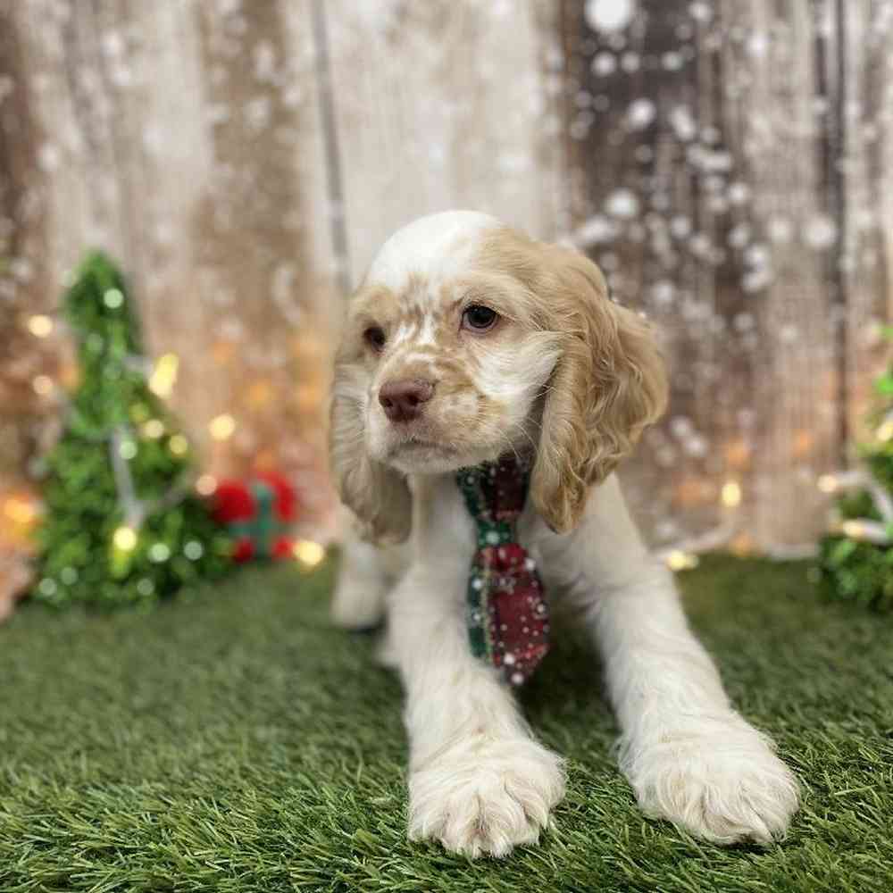 Male Cocker Spaniel Puppy for Sale in Braintree, MA