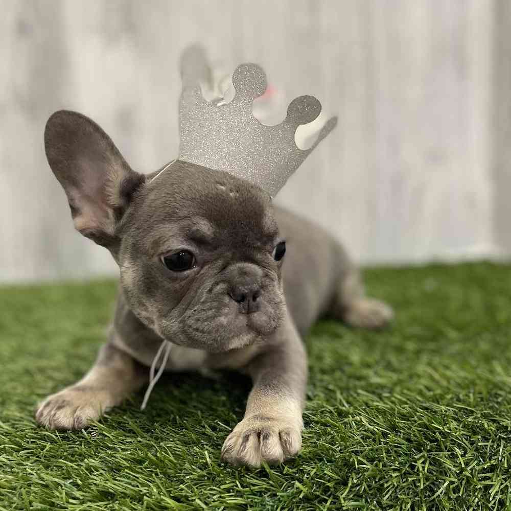 Female French Bulldog Puppy for Sale in Braintree, MA