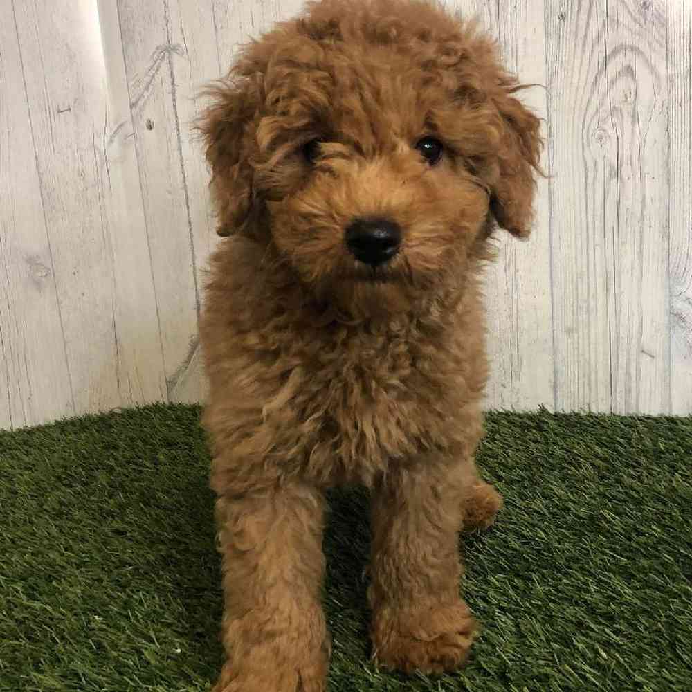 Male Mini Goldendoodle Puppy for sale