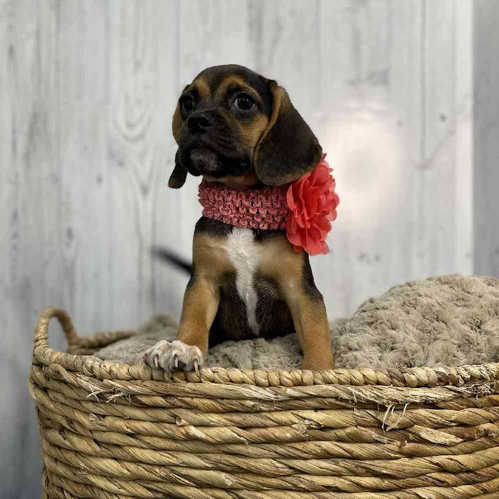 Female Puggle Puppy for sale
