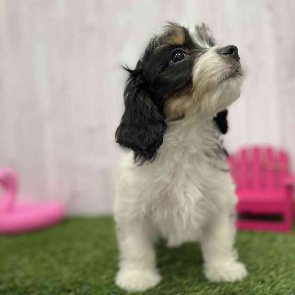 Female Cavachon Puppy for Sale in Braintree, MA