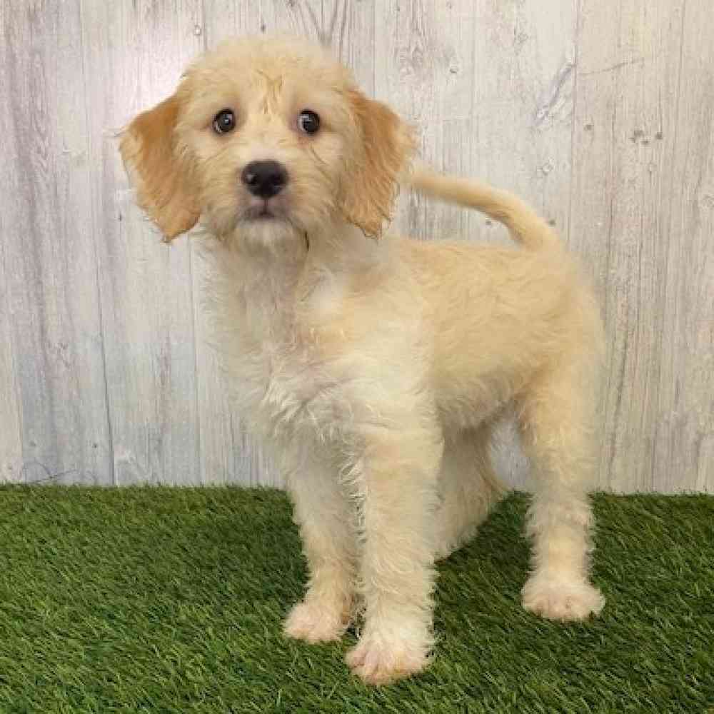 Female Mini Labradoodle Puppy for sale
