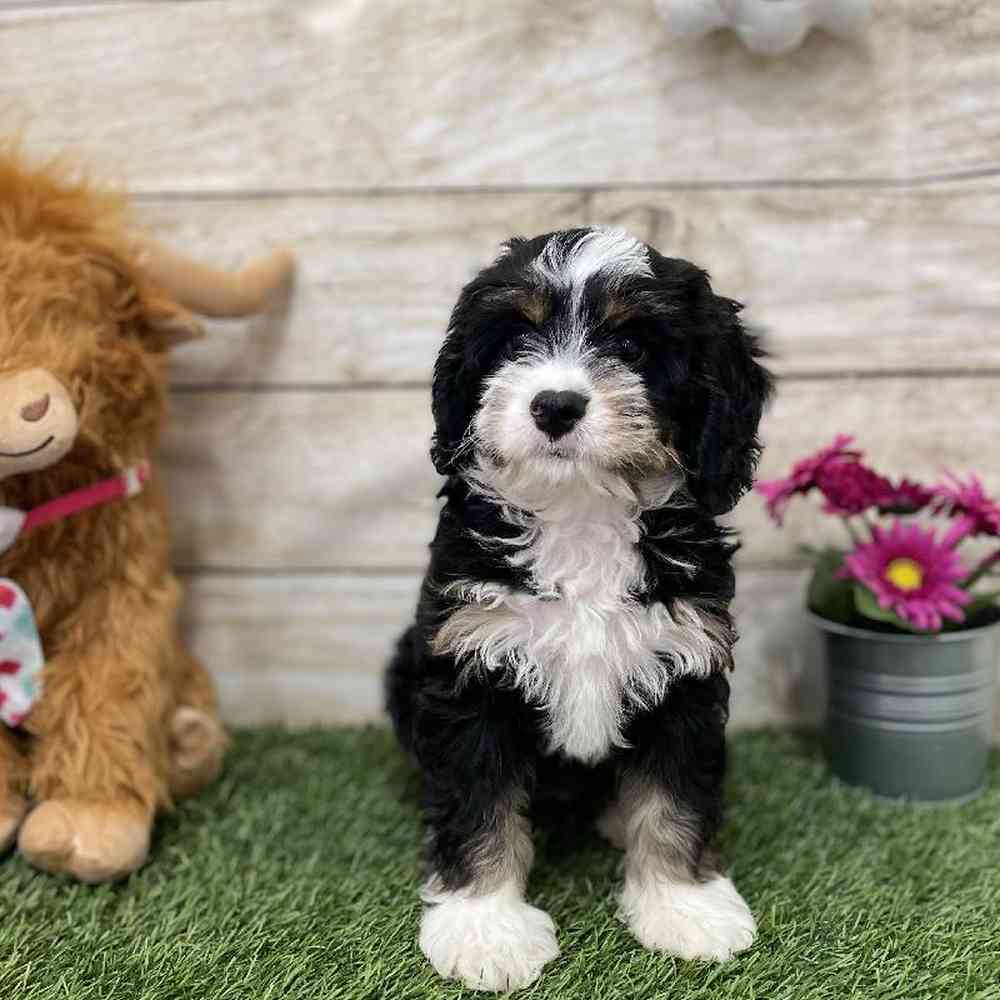 Mini Bernedoodle 2nd Gen image