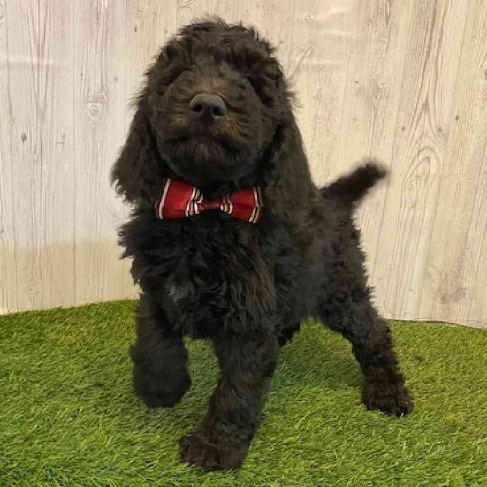 Male Poodle Moyen (Medium) Puppy for Sale in Saugus, MA