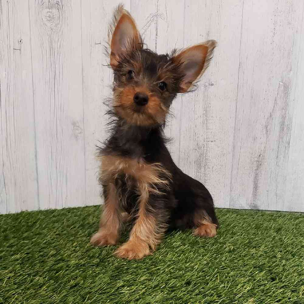 Male Yorkshire Terrier Puppy for sale