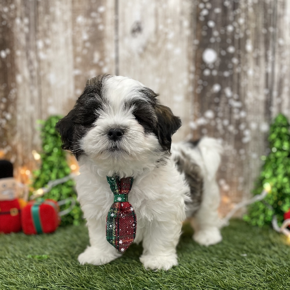Male Teddy Bear (Zuchon) Puppy for Sale in Braintree, MA