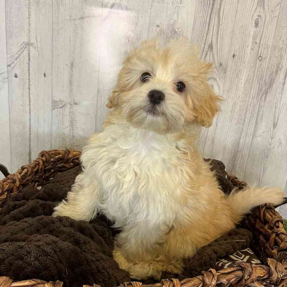 Male Malti-Poo Puppy for Sale in Saugus, MA