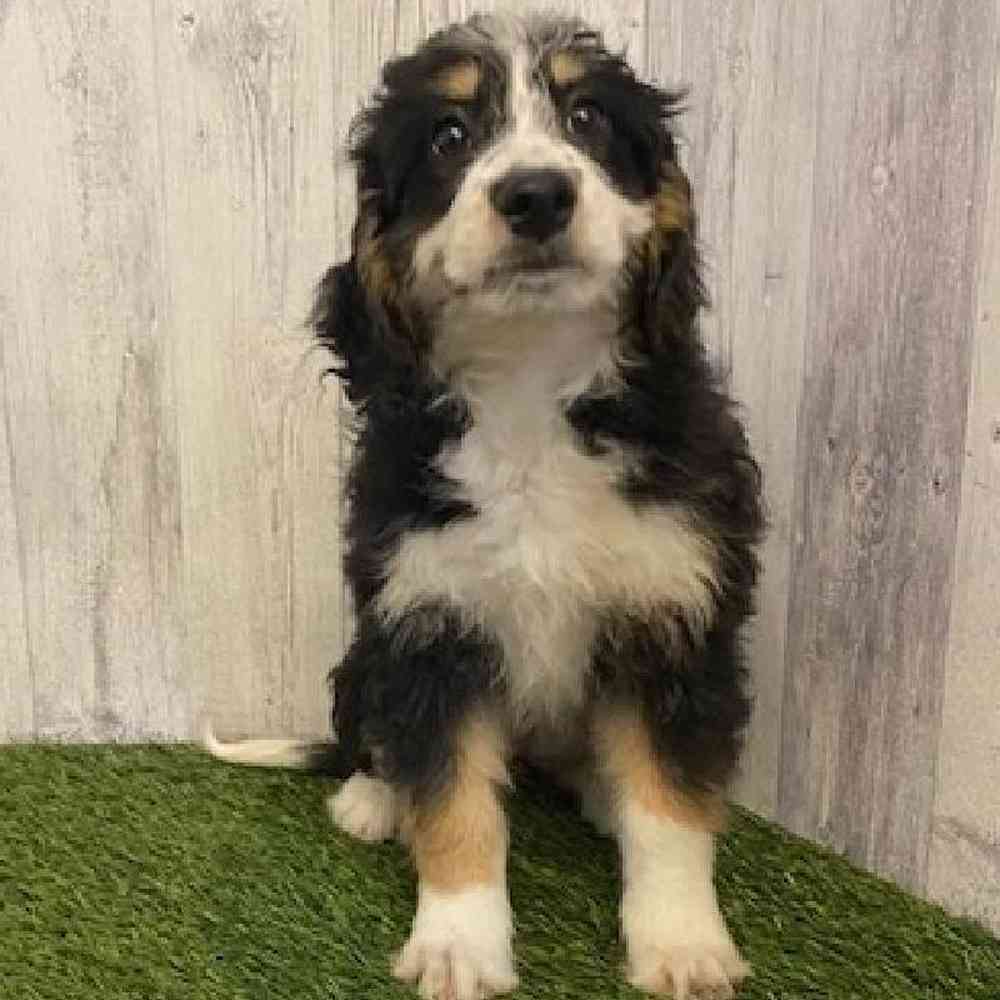 Female Mini Bernedoodle Puppy for sale