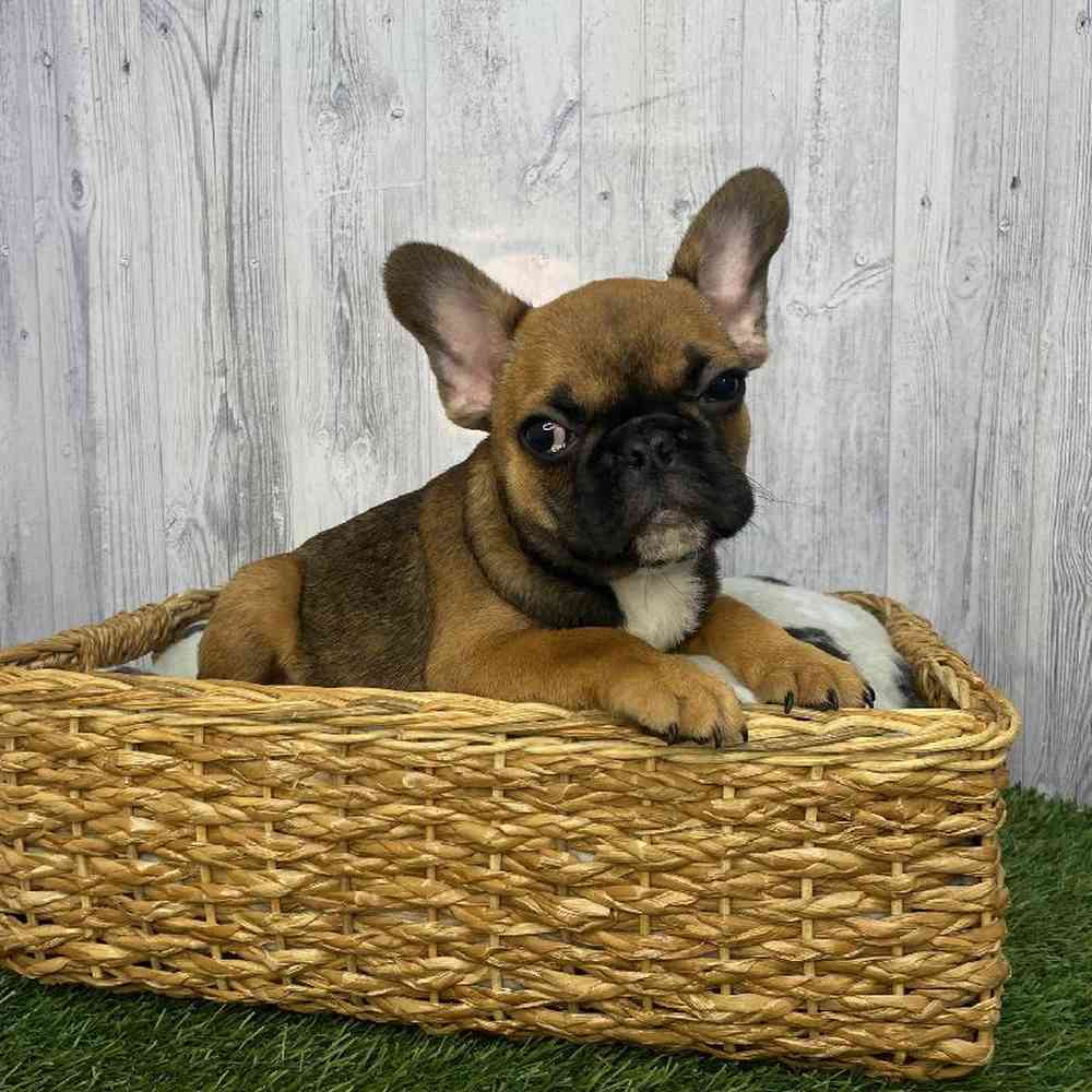 Male French Bulldog Puppy for Sale in Saugus, MA