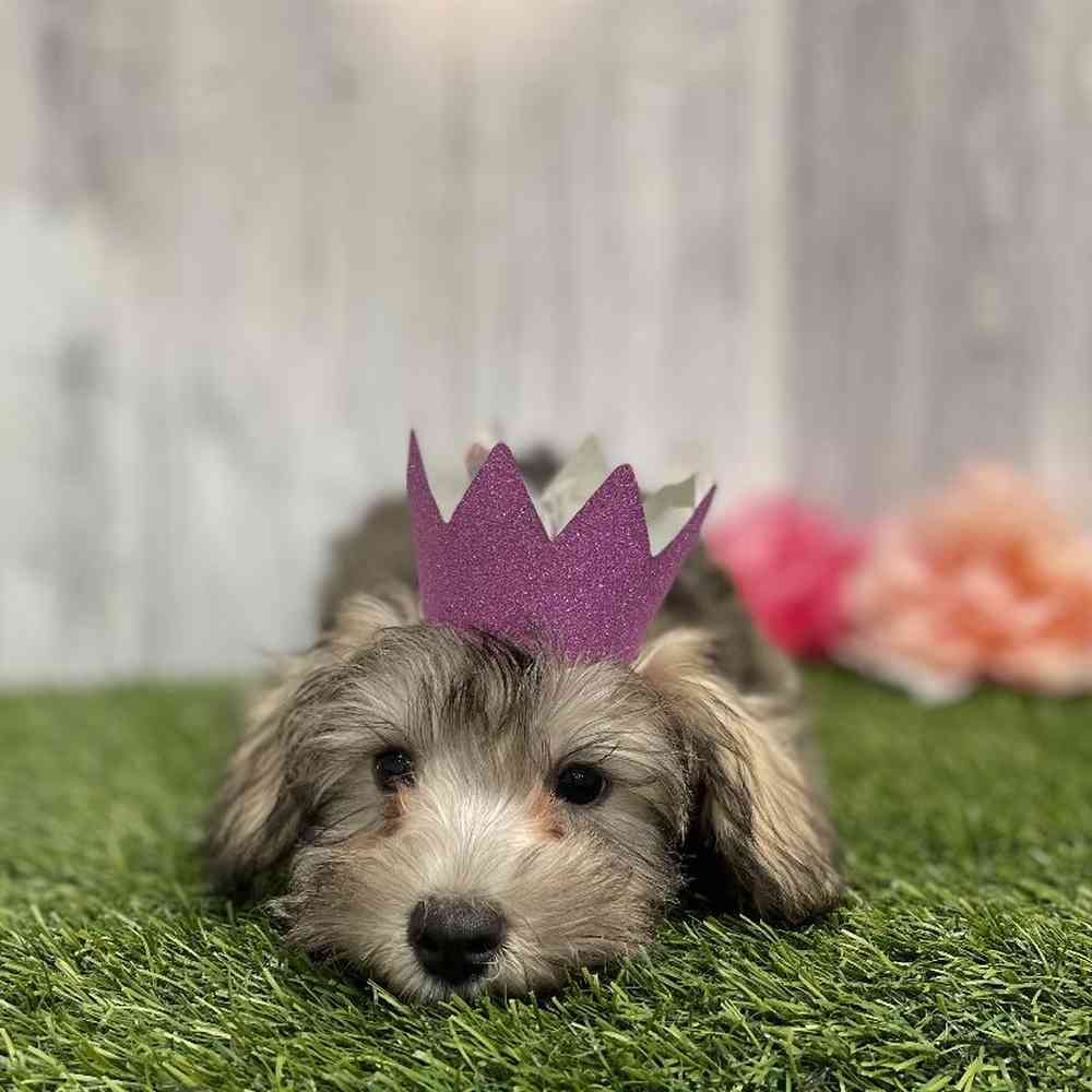Female Hava-Schnauzer Puppy for sale