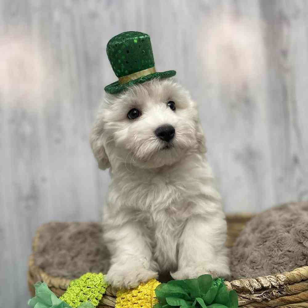 Female Cockapoo-Chon Puppy for sale