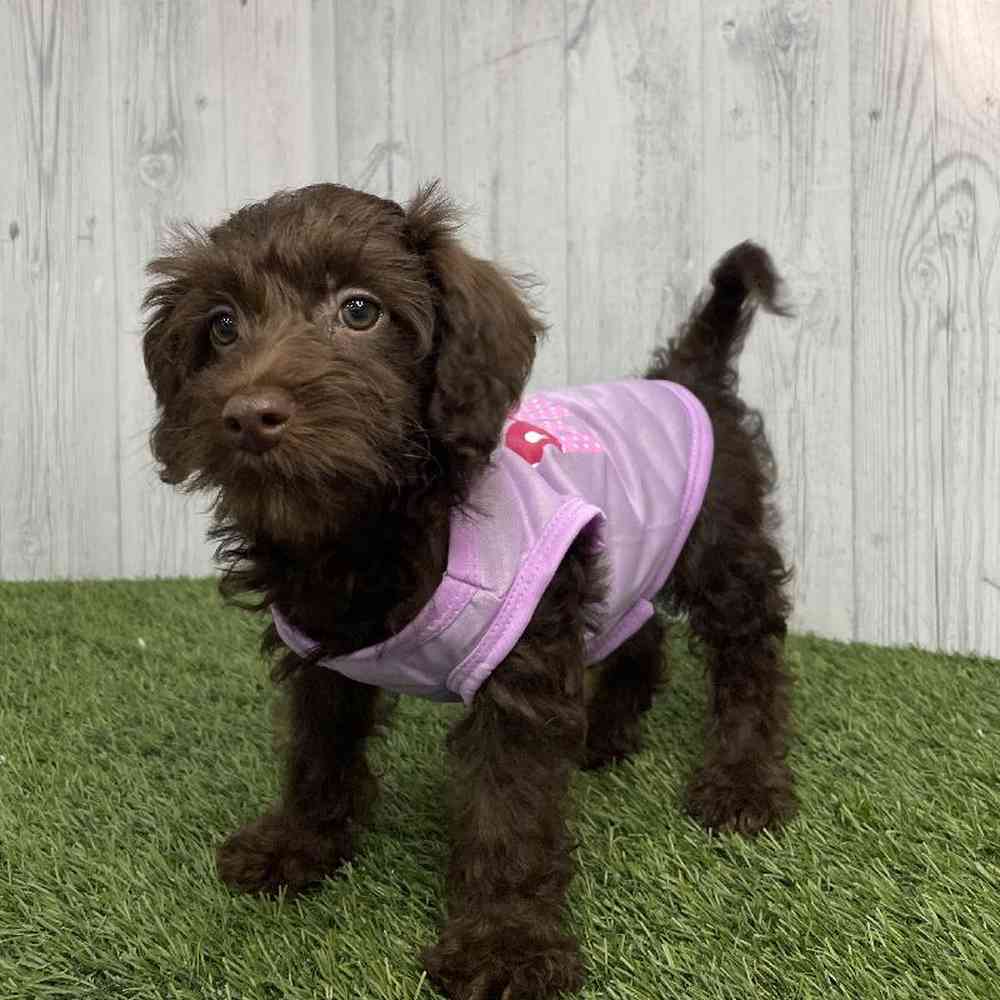 Female Mini Labradoodle 2nd Gen Puppy for sale