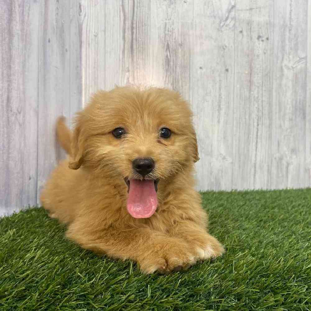 Female Mini Goldendoodle Puppy for Sale in Saugus, MA