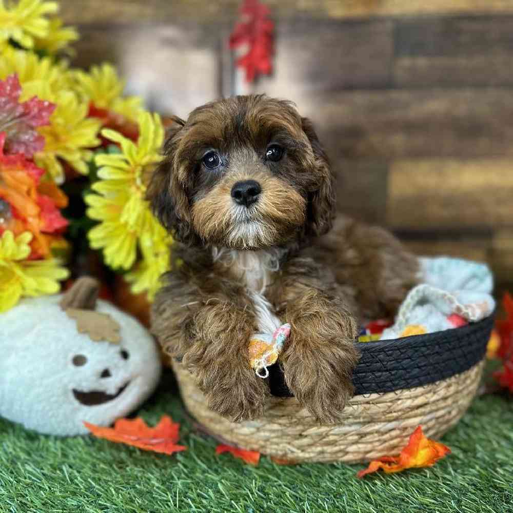 Male Lhasa-Poo Puppy for Sale in Saugus, MA