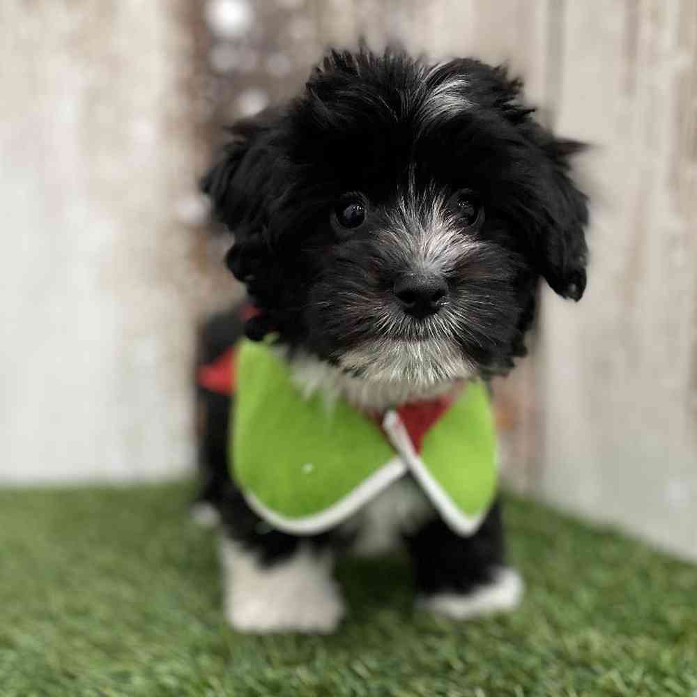 Male Havanese Puppy for Sale in Braintree, MA