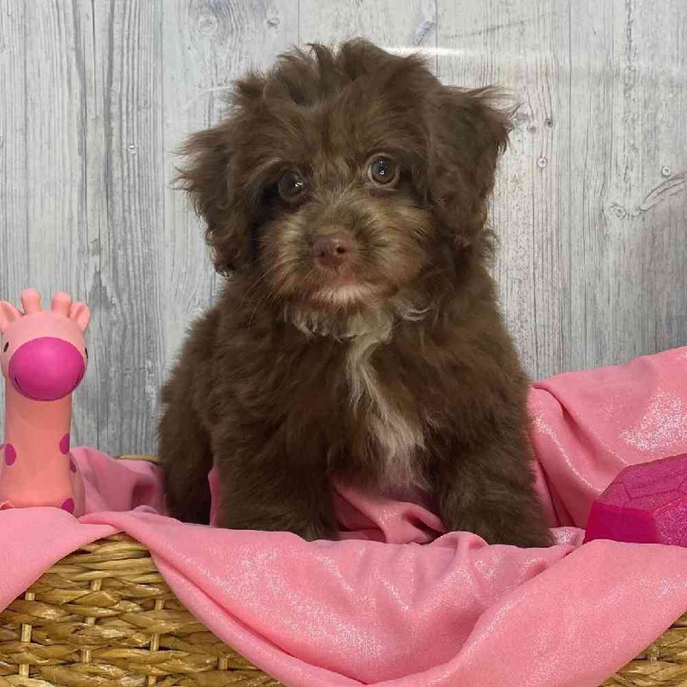 Female Mini Aussiedoodle Puppy for Sale in Saugus, MA