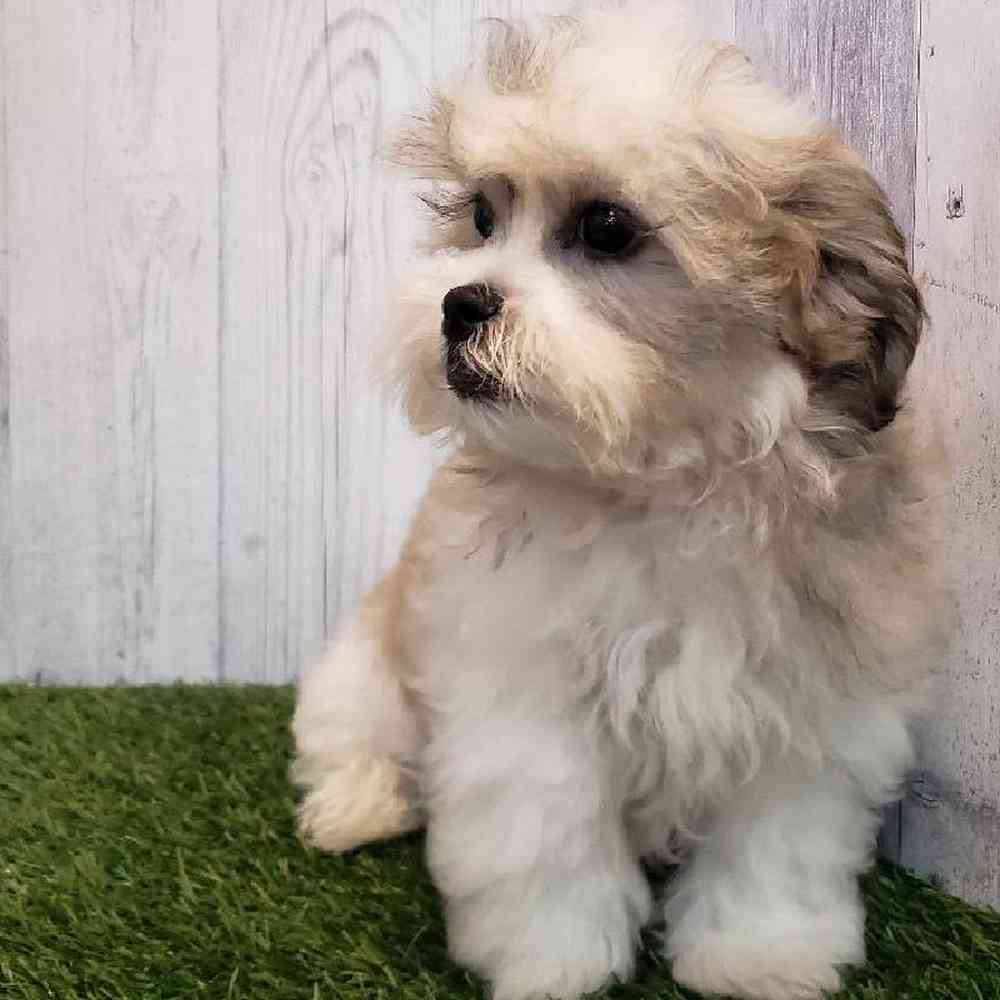 Male Teddy Bear (Zuchon) Puppy for sale