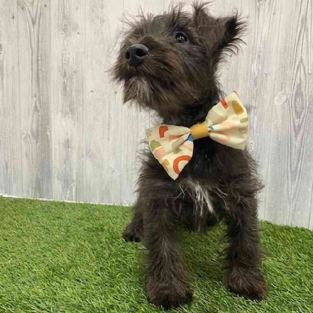 Male Wauzer (Westie/Min Schnauzer) Puppy for Sale in Braintree, MA