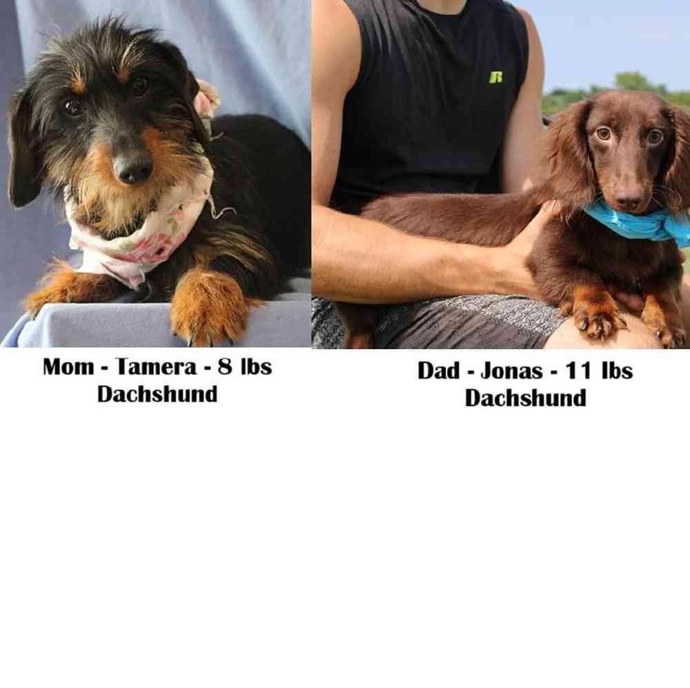 Male Dachshund Puppy for Sale in Saugus, MA