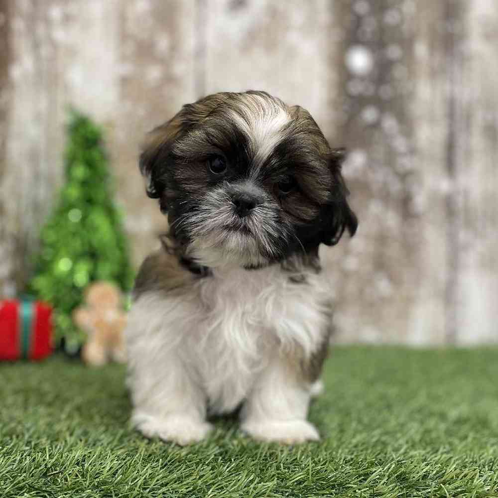 Male Shih Tzu Puppy for Sale in Braintree, MA