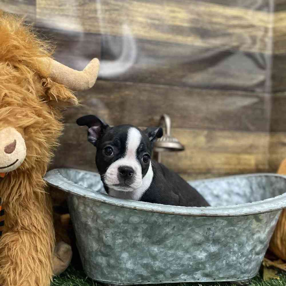 Female Boston Terrier Puppy for Sale in Braintree, MA