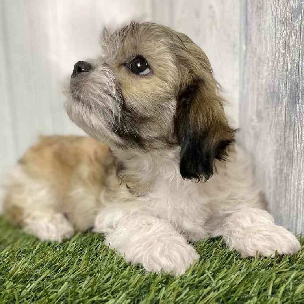 Male Teddy Bear (Zuchon) Puppy for sale