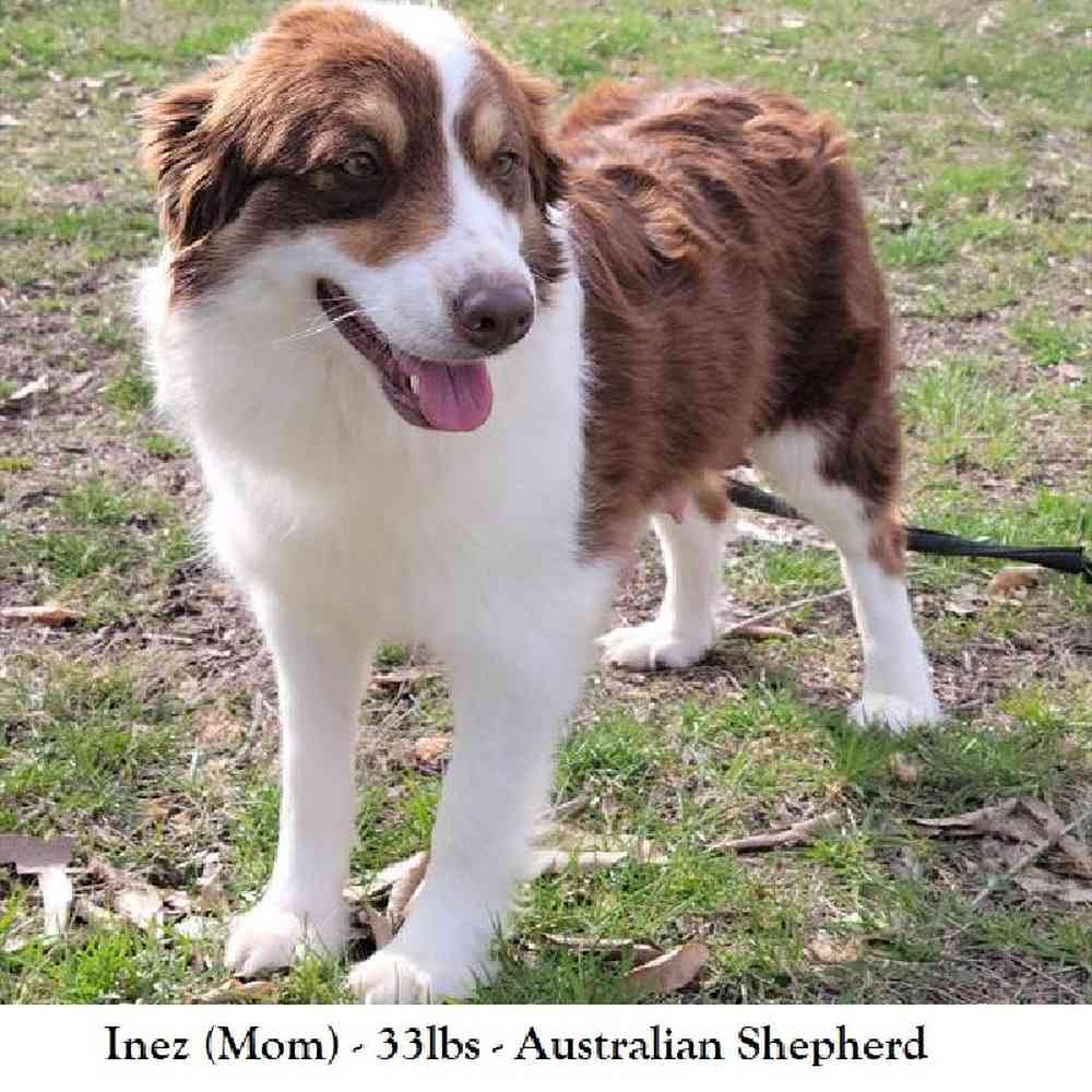 Female Miniature Australian Shepherd Puppy for Sale in Saugus, MA