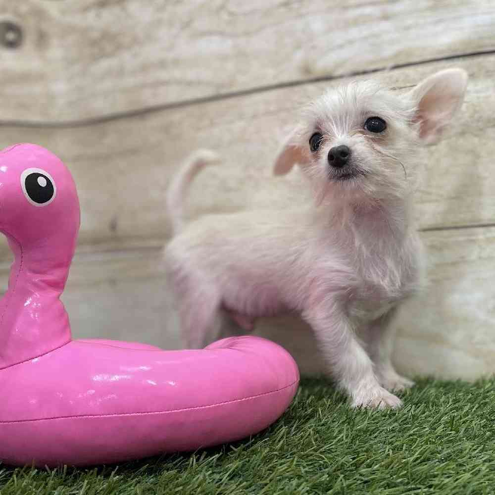 Male Chihuahua Puppy for Sale in Braintree, MA