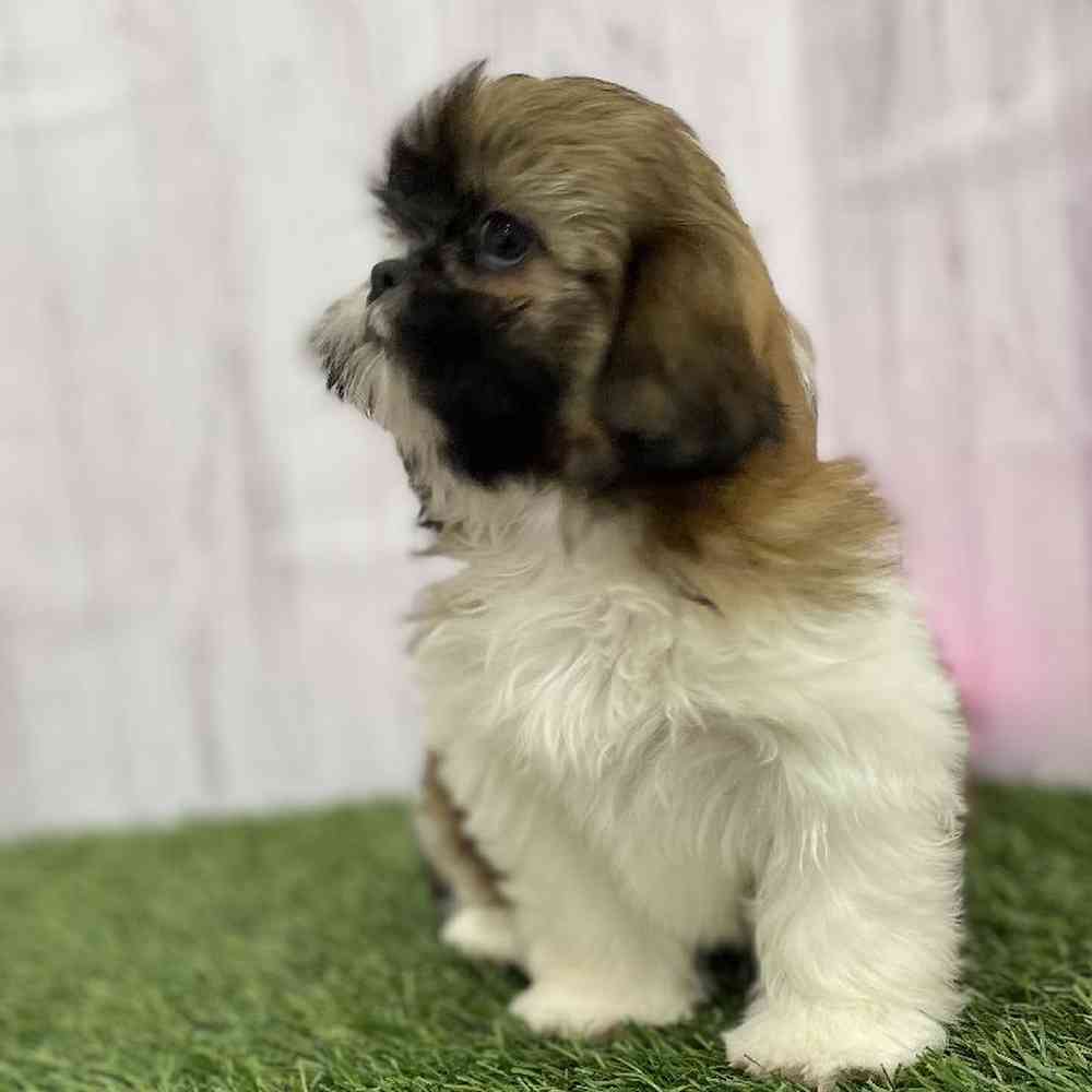 Female Shih Tzu Puppy for Sale in Braintree, MA