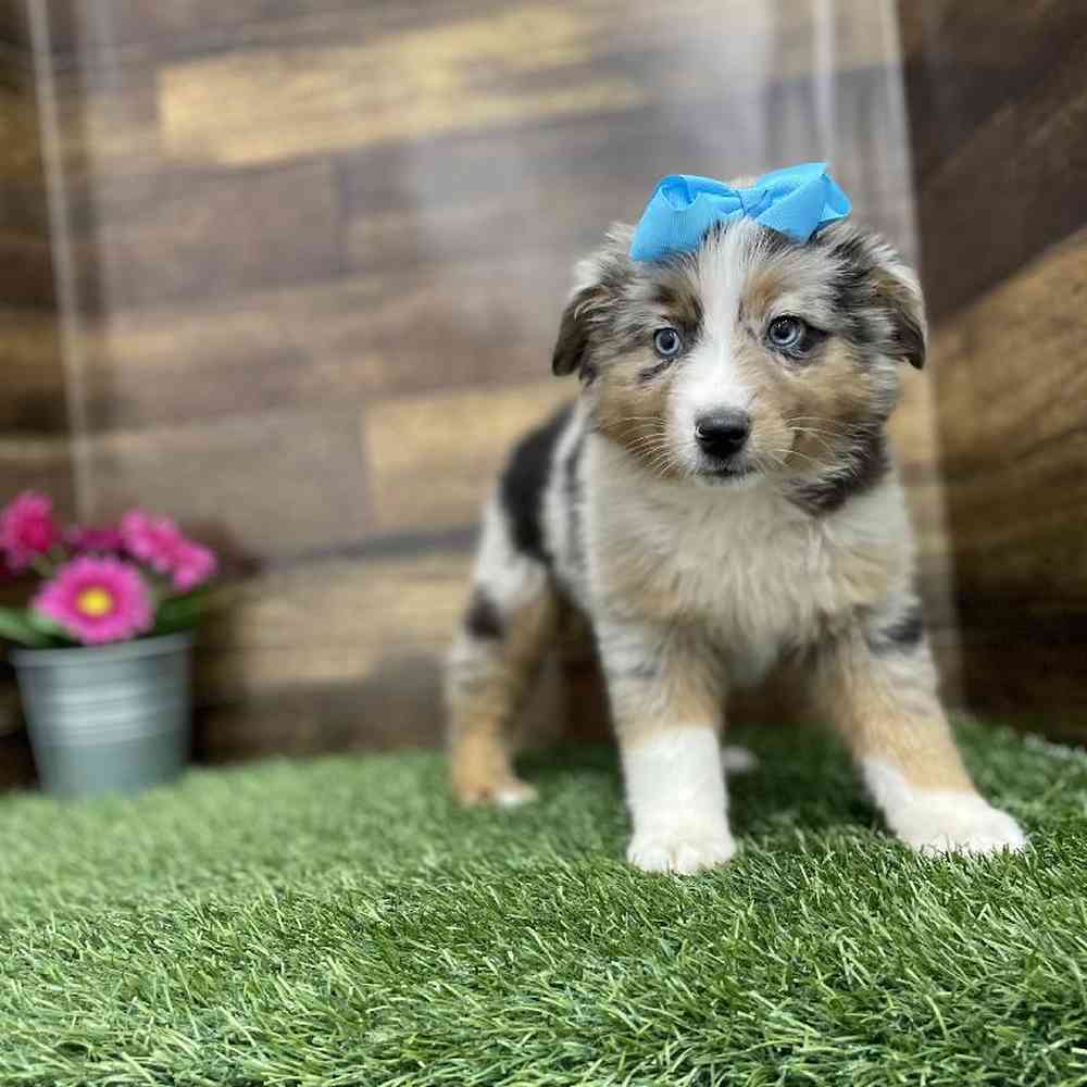 Female Miniature Australian Shepherd Puppy for Sale in Braintree, MA